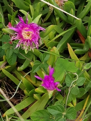 Carpobrotus glaucescens