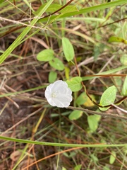 Stylisma humistrata