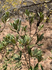 Diospyros dichrophylla