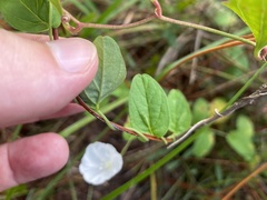 Stylisma humistrata