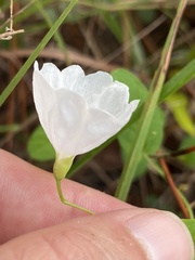 Stylisma humistrata