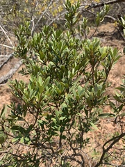 Diospyros dichrophylla