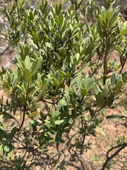 Diospyros dichrophylla