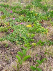 Carpobrotus glaucescens