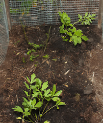 Levisticum officinale