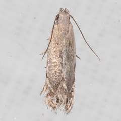 Battaristis nigratomella