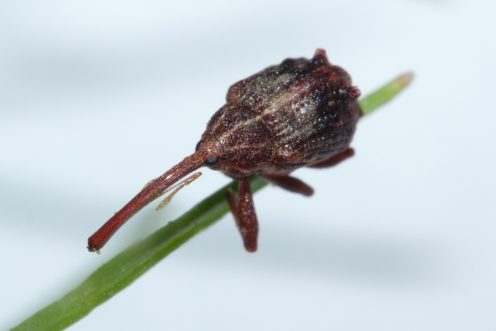 Apple curculio
