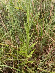 Cirsium lecontei