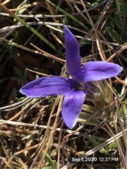 Gentianopsis barbellata