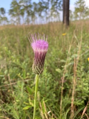 Cirsium lecontei