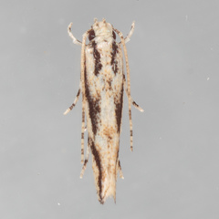 Melanocinclis lineigera