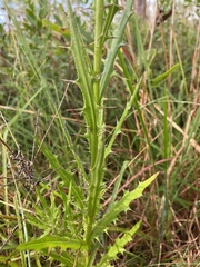 Cirsium lecontei