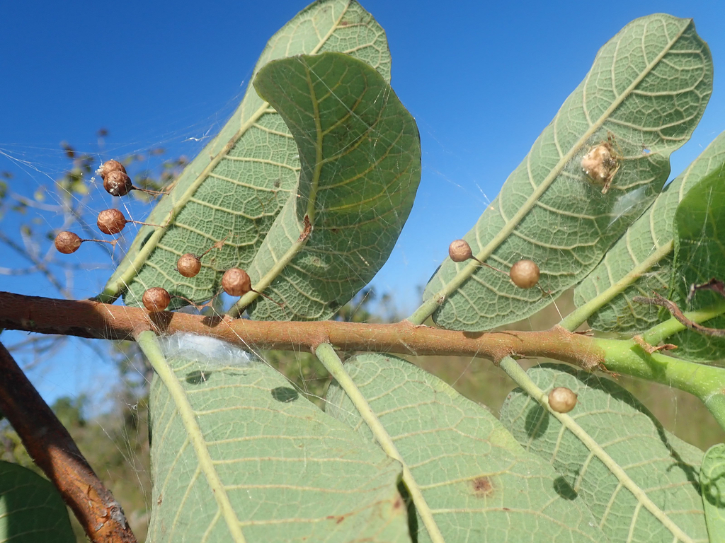 Taczanowskia sextuberculata