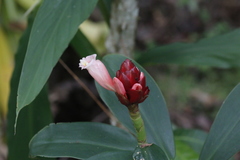 Costus atlanticus