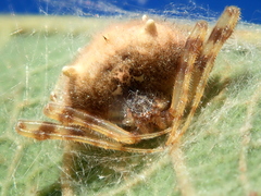 Taczanowskia sextuberculata