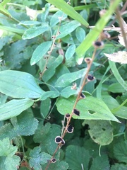 Mitella