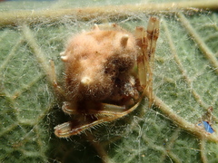 Taczanowskia sextuberculata