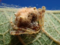 Taczanowskia sextuberculata