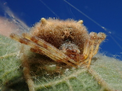 Taczanowskia sextuberculata