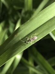 Myodocha serripes