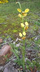 Diuris platichila
