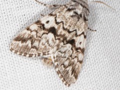 Panthea acronyctoides