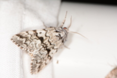 Panthea acronyctoides