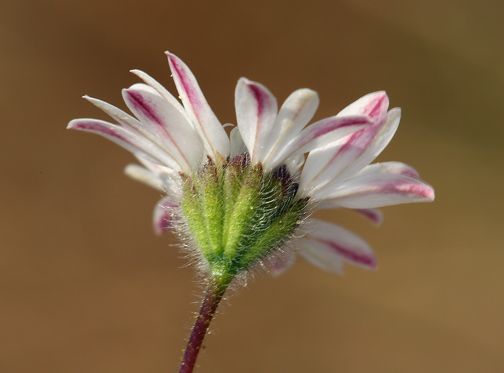 Holozonia filipes