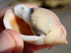 Semicassis semigranosa