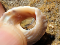Bembicium vittatum