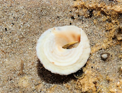 Bembicium vittatum