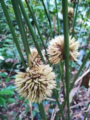 Stachyphrynium placentarium