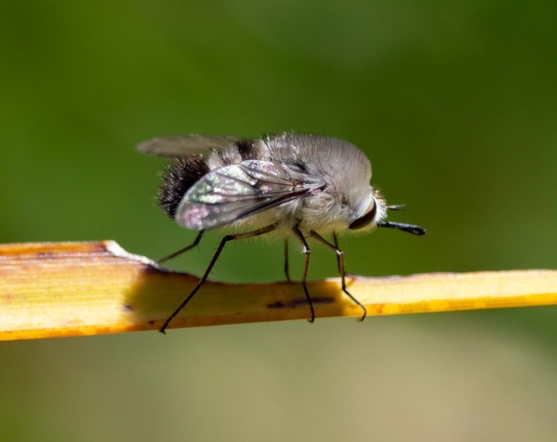 Meomyia albiceps