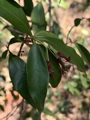 Peddiea africana