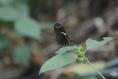 Heliconius ricini