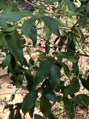 Peddiea africana