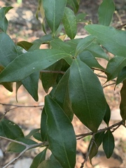 Peddiea africana