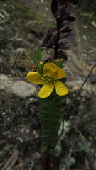 Hypericum mexicanum