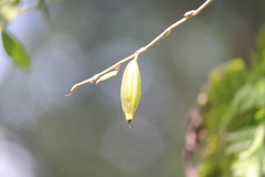 Dendrobium crumenatum
