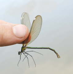 Calopteryx japonica