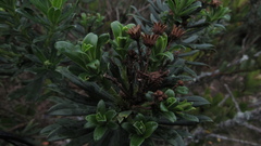 Monticalia pulchella