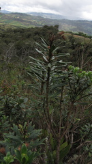 Monticalia pulchella