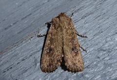 Ichneutica morosa
