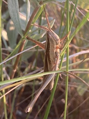 Mermiria intertexta
