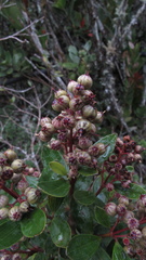 Miconia ligustrina