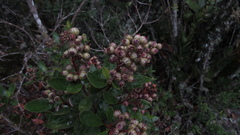 Miconia ligustrina