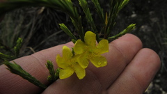 Hypericum strictum
