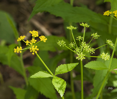 Zizia trifoliata