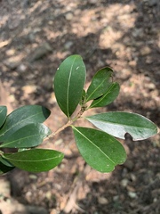 Erythroxylum emarginatum