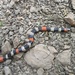 Bolivian Coralsnake - Photo (c) Rich Hoyer, some rights reserved (CC BY)
